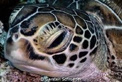 Turtle taken with an Nikon AW130 by Carsten Schroeder 